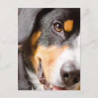 Entlebucher _I'vehar min ögon på dig! Vykort