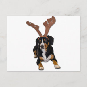 Entlebucher julhund helg vykort