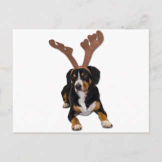 Entlebucher julhund helg vykort
