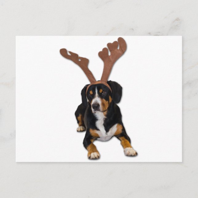 Entlebucher julhund helg vykort (Framsida)