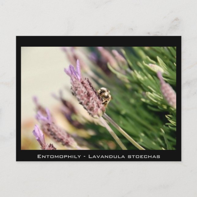 Entomofily - Lavandula stoechas Vykort (Framsida)