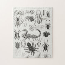 Entomologi - Arachnides, Myriapoda