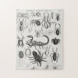 Entomologi - Arachnides, Myriapoda Pussel