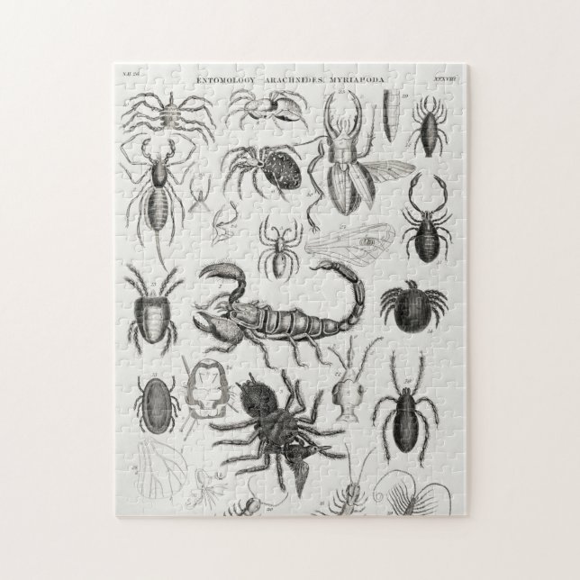 Entomologi - Arachnides, Myriapoda Pussel (Vertikal)