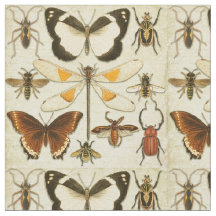 Entomologi Butterfly Insekter Vintage Gammal Pappe