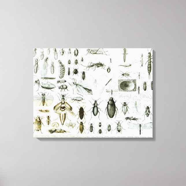 Entomologi Insektra Canvastryck (Framsida)