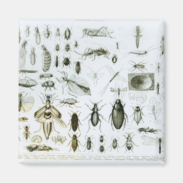 Entomologi Insektra Magnet (Framsidan)