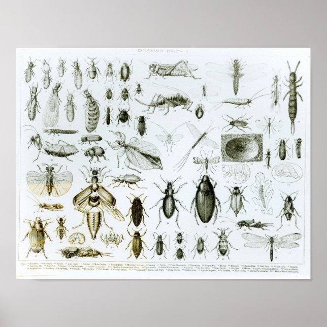 Entomologi Insektra Poster (Framsidan)