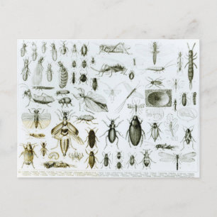Entomologi Insektra Vykort