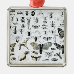 Entomologi Julgransprydnad Metall