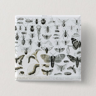 Entomologi Knapp