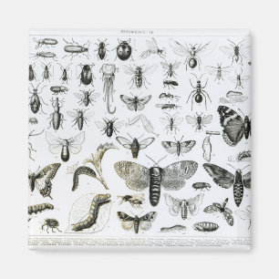 Entomologi Magnet