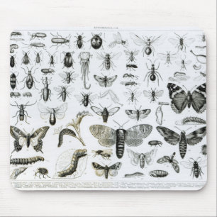 Entomologi Musmatta