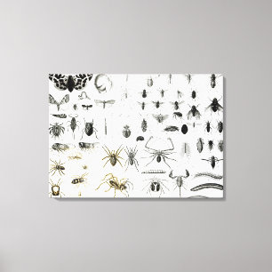 Entomologi, Myriapoda och Arachnida Canvastryck