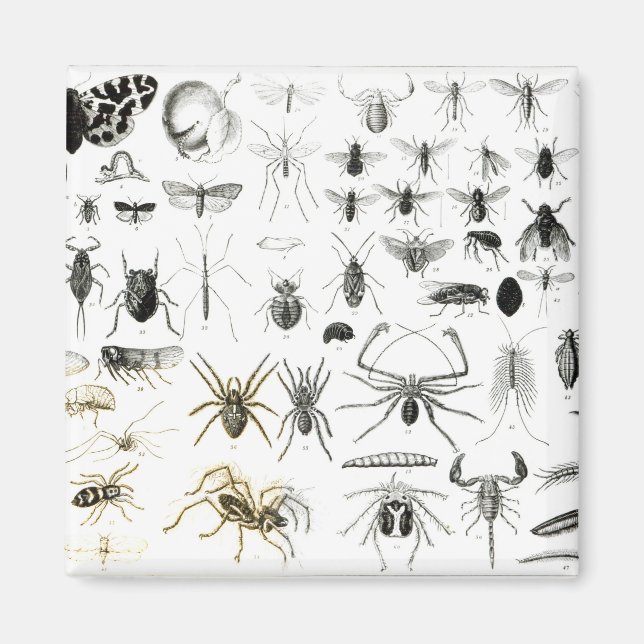 Entomologi, Myriapoda och Arachnida Magnet (Framsidan)