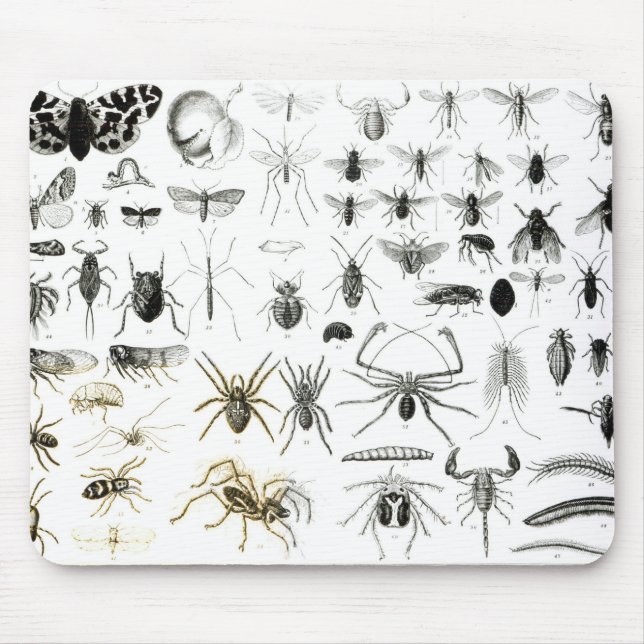 Entomologi, Myriapoda och Arachnida Musmatta (Framsidan)