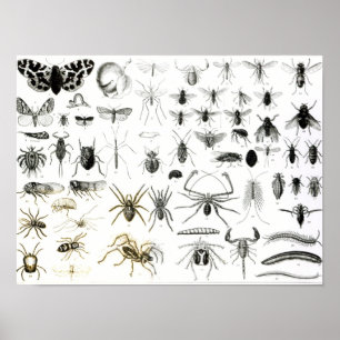 Entomologi, Myriapoda och Arachnida Poster