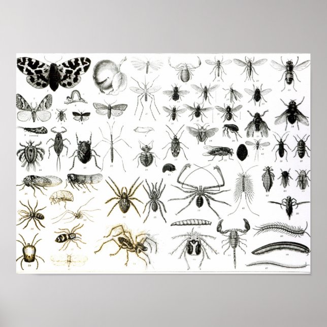 Entomologi, Myriapoda och Arachnida Poster (Framsidan)