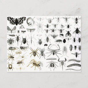 Entomologi, Myriapoda och Arachnida Vykort