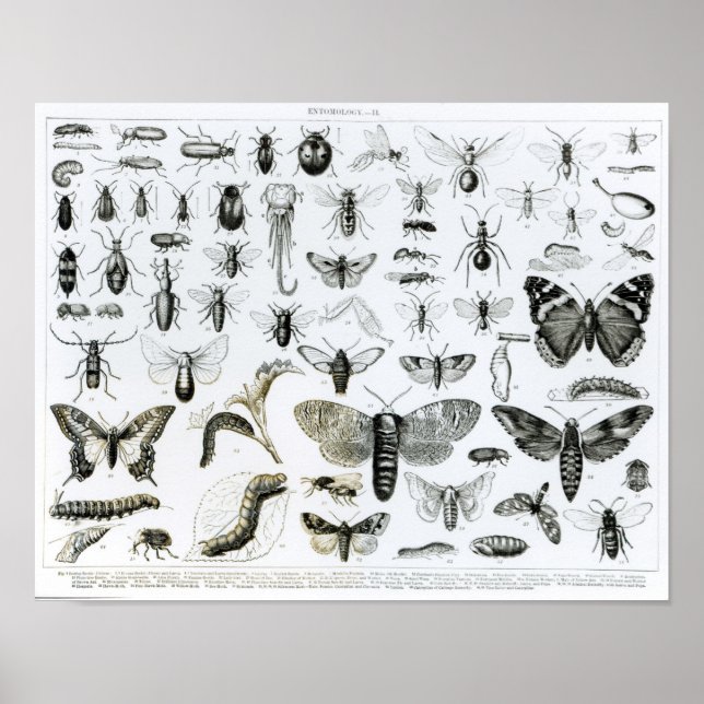 Entomologi Poster (Framsidan)