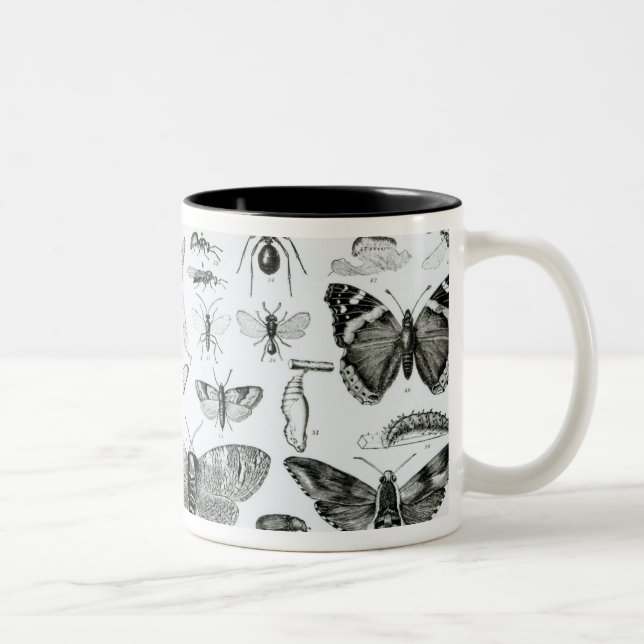 Entomologi Två-Tonad Mugg (Höger)