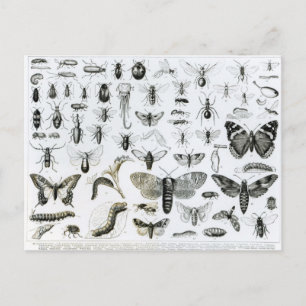 Entomologi Vykort