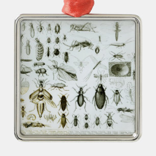 Entomologiinsekter Julgransprydnad Metall