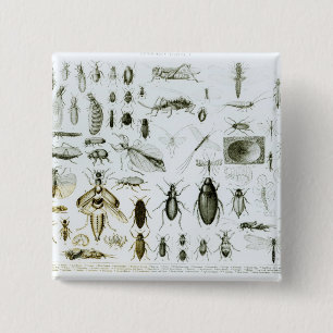 Entomologiinsekter Knapp