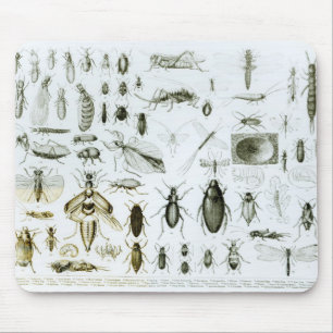 Entomologiinsekter Musmatta