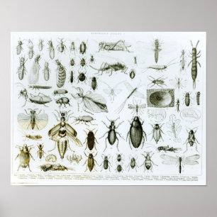 Entomologiinsekter Poster