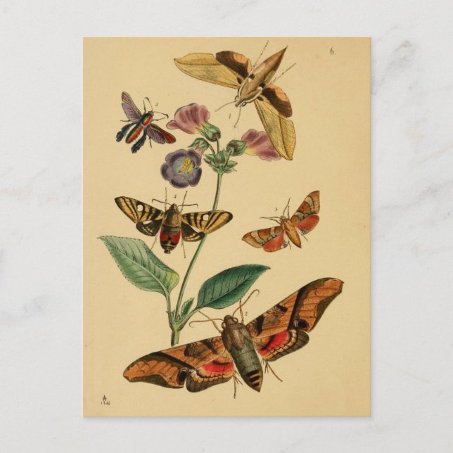 Entomologisk vykort (Framsida)