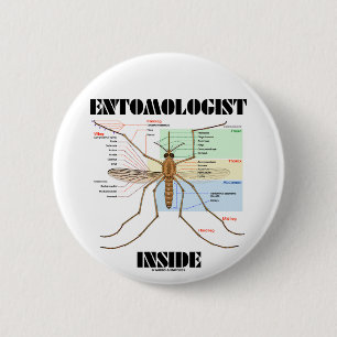 Entomologistinsida (myggaanatomi) knapp