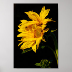 Entwined solros och dess menande poster