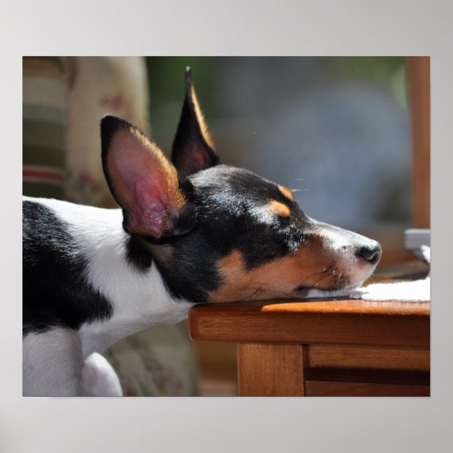 Enzo's Nap Poster (Framsidan)