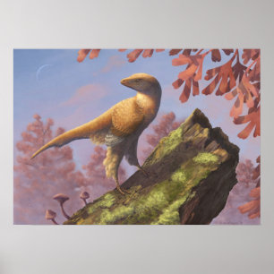 Eosinopteryx Skriv ut Poster