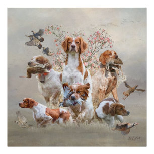 Epagneul Breton, Bretagne Spanska Fototryck