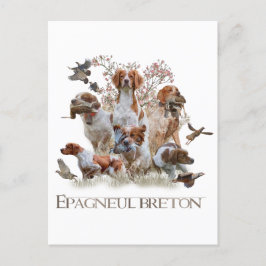 Epagneul Breton, Bretagne Spanska Vykort