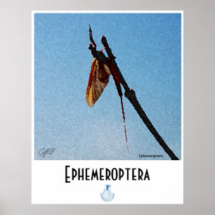 Ephemeroptera - affisch