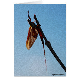 Ephemeroptera - kort