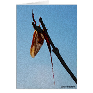 Ephemeroptera - kort