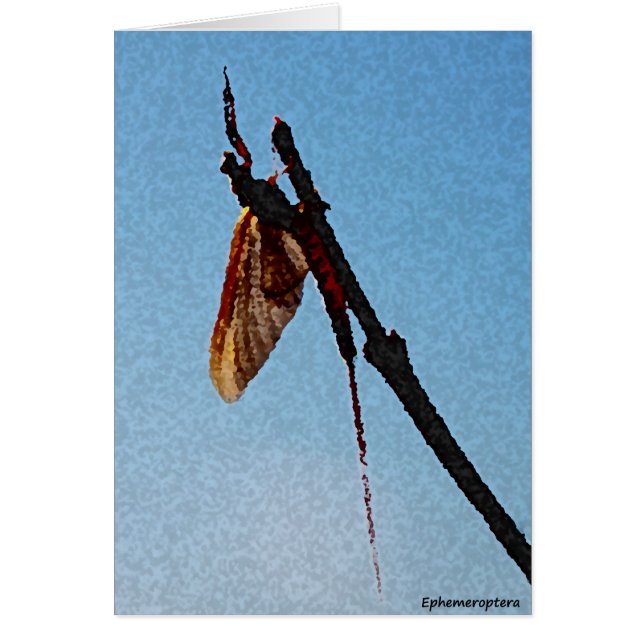 Ephemeroptera - kort (Framsidan)