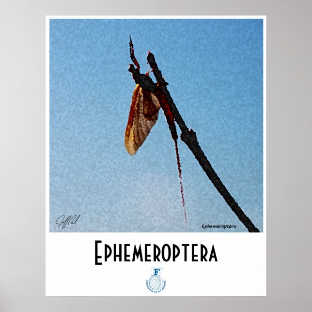 Ephemeroptera - Poster (Framsidan)