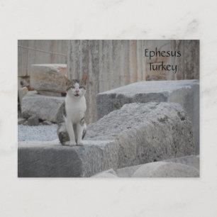 Ephesus Cat Vykort