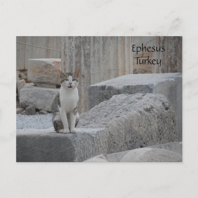 Ephesus Cat Vykort (Framsida)