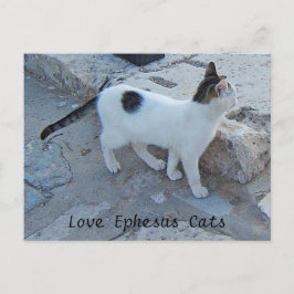 Ephesus Cats vykort