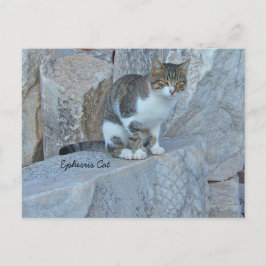 Ephesus Feral Cat vykort