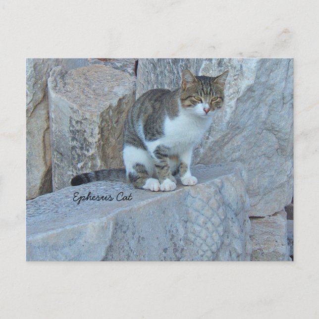 Ephesus Feral Cat vykort (Framsida)
