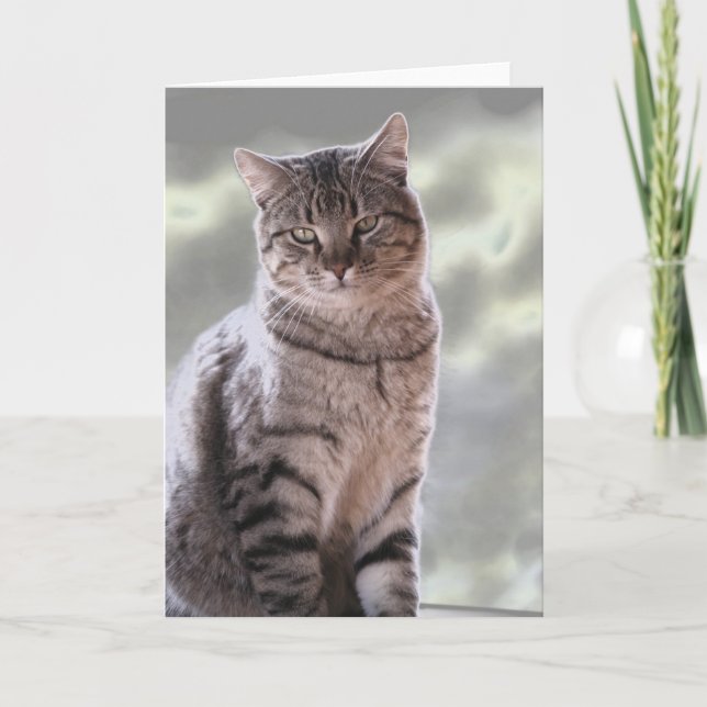 Ephraim's Cat Kort (Framsida)