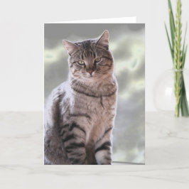 Ephraim's Cat Kort