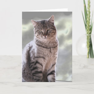 Ephraim's Cat Kort